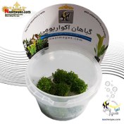 تصویر گیاه آکواریومی همیانتوس مروارید کد 669 