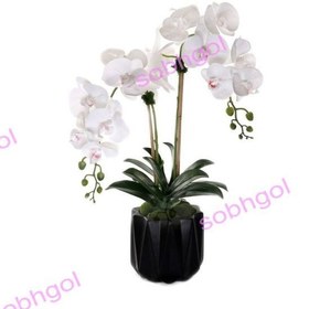 تصویر گل ارکیده دو شاخه ORK10 