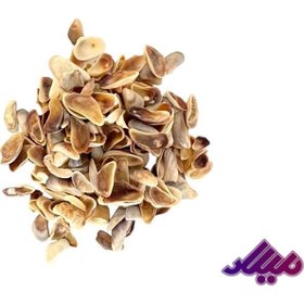 تصویر صدف کد 1170017 