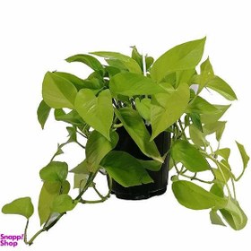 تصویر گل طبیعی پوتوس مدل 5161892 