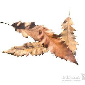 تصویر برگ خشک متنوع 