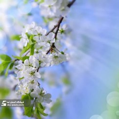 تصویر آسمان مجازی طرح شکوفه 