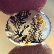 تصویر شجر قائن واضح زیبا خاص. 