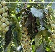 تصویر نهال گردو خوشه ایی Cluster walnut seedlings
