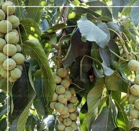 تصویر نهال گردو خوشه ایی Cluster walnut seedlings