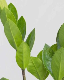 تصویر گیاه زاموفیلیا سطل ۴ 