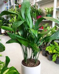 تصویر سفارش برگ عبایی برای استفاده در طراحی باغ‌های خانگی 