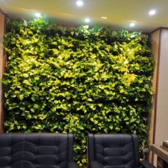 تصویر گیاه پوتوس دیوار سبز طبیعی 