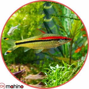 تصویر فروشگاه ماهینو