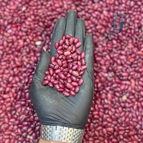 تصویر لوبیا قرمز 