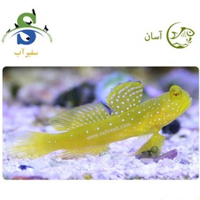 تصویر ماهی گابی واچمن زرد 