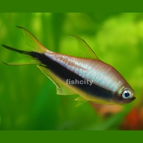 تصویر تترا امپراطور 