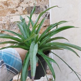 تصویر گیاه گندمی سبز سایز متوسط(spiderplant) 