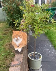 تصویر برگ بو برای استفاده در طراحی گل‌آرایی مراسم 