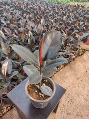 تصویر محصول: فیکوس بلک 