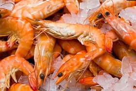 تصویر میگو ( پاک شده ) 