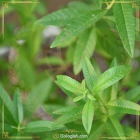 تصویر به لیمو 