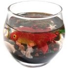 تصویر تنگ ماهی قرمز کد 001 