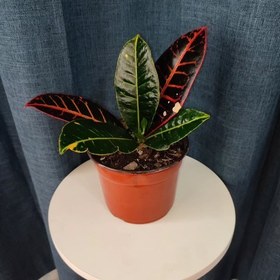 تصویر خرید گیاه کروتون برای محل کار 