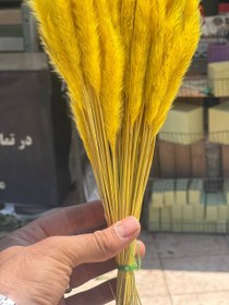 تصویر گل خشک دم روباهی زرد 
