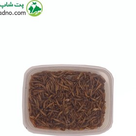 تصویر کرم میل ورم (mealworm) 