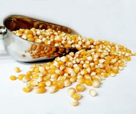 تصویر ذرت پاپ کورن (1 کیلوگرم) 