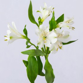 تصویر دسته گل آلسترومریا سفید 