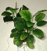 تصویر گیاه آکواریومی آنوبیاس سایز XXL 