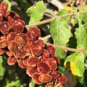 تصویر بذر سماق کوهی 20 عددی 