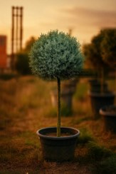 تصویر سرو نقره ای فرمی 