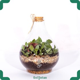 تصویر تراریوم پوپک کد S100 