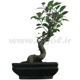 تصویر بن سای جینسینگ 