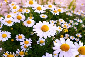 تصویر بابونه 