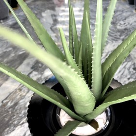 تصویر کاکتوس الوورا بزرگ 