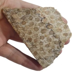 تصویر فسیل مرجان 