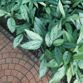 تصویر آگلونما سیلور 