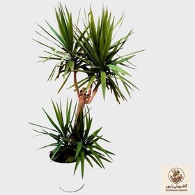 تصویر گیاه طبیعی درخت یوکا مدل 5 شاخه کد TNT452SH | کد: ZNB-7BC 