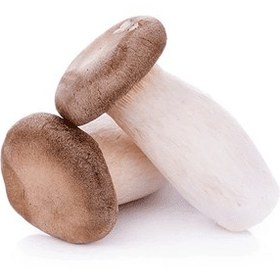 تصویر قارچ شاه صدف oyster mushrooms