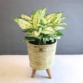 تصویر آگلونما سفید 