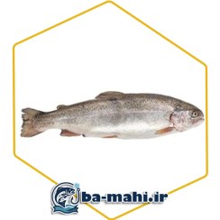 تصویر قزل شوشتر 