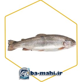 تصویر قزل شوشتر 