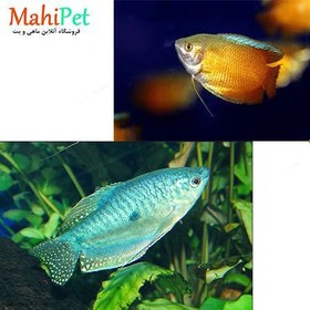 تصویر پک ماهی گورامی (عسلی و آبی) (5 عددی) 
