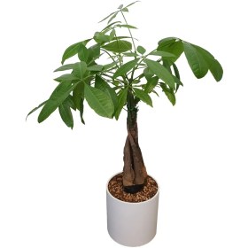 تصویر پاچیرا 