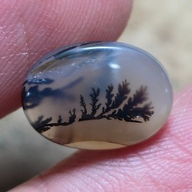 تصویر شجر قائنات 