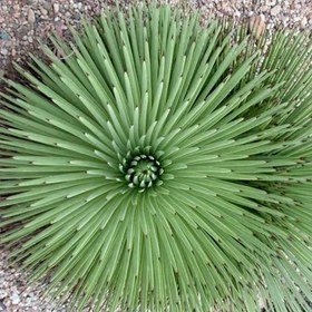تصویر بذر کاکتوس آگاو استریکا 10 عددی 