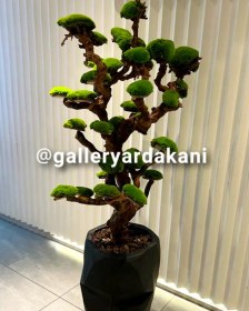 تصویر درخت جاودان 