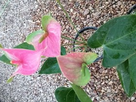 تصویر گیاه آنتوریوم Anthurium