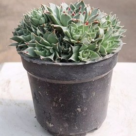 تصویر کاکتوس سنپریوم زیبا و مقاوم 