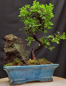تصویر بونسای(بنسای) نارون ژاپنی هوکایدو ۱۷ ساله ا Ulmis bonsai Ulmis bonsai
