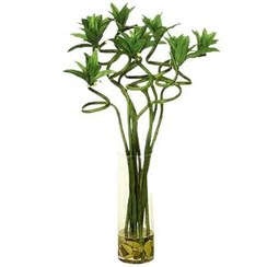 تصویر گیاه بامبو دو پیچ - تک شاخه ممتاز 